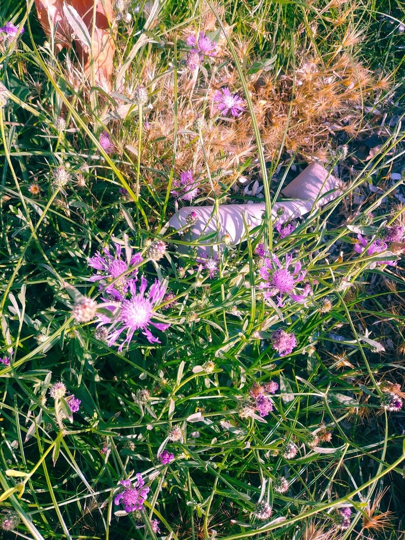 Centaurea napifolia photo 2