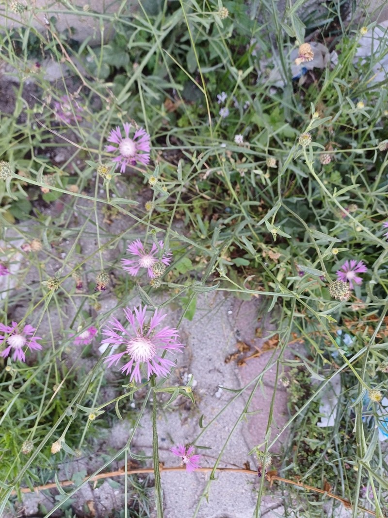 Centaurea napifolia photo 3