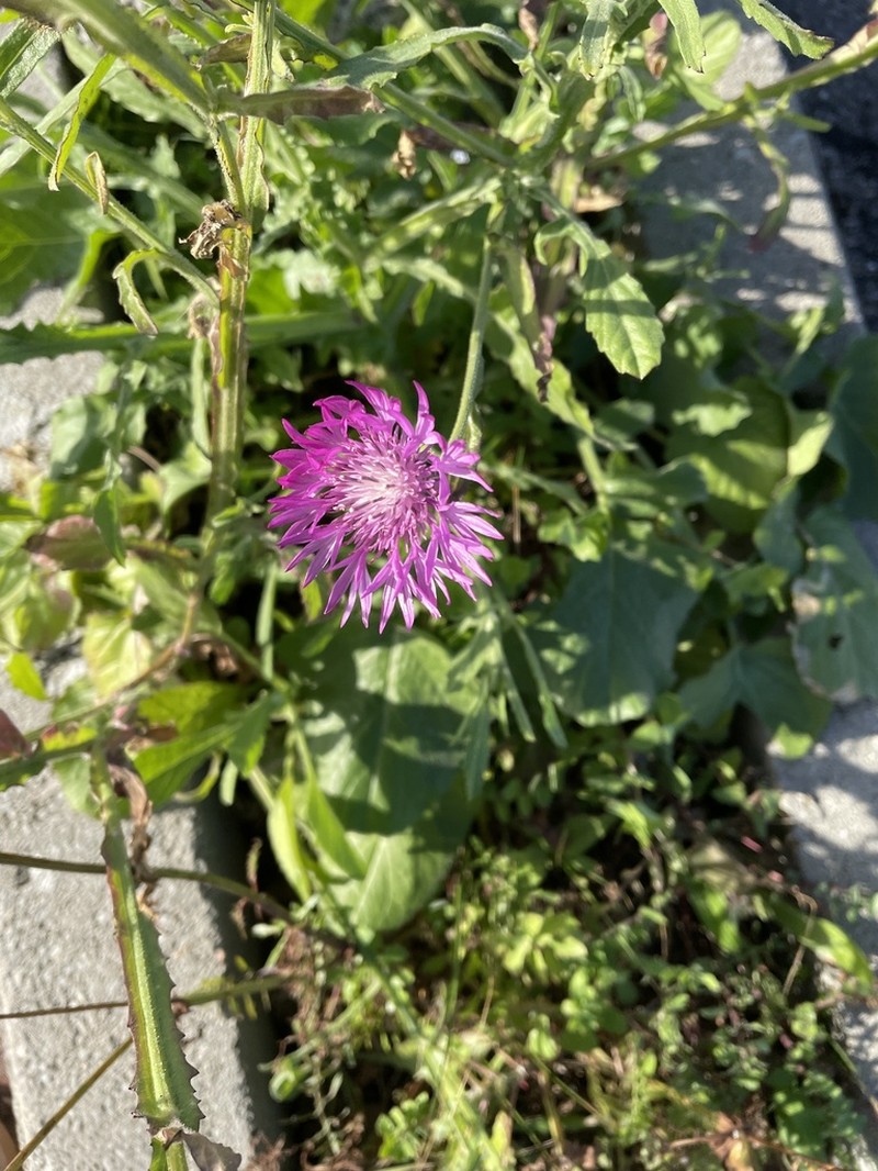 Centaurea napifolia photo 4