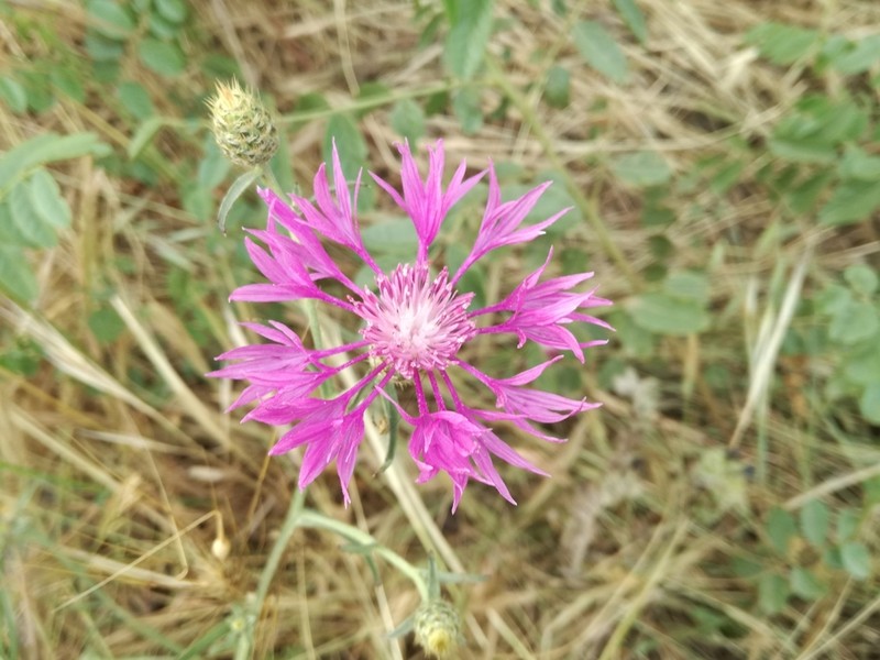 Centaurea napifolia photo 5