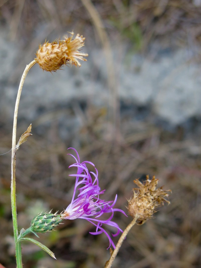 Centaurea napifolia photo 6