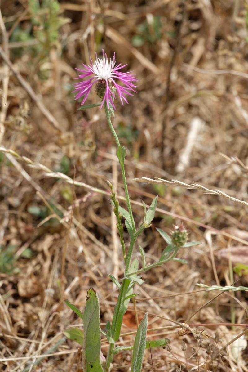 Centaurea napifolia photo 7