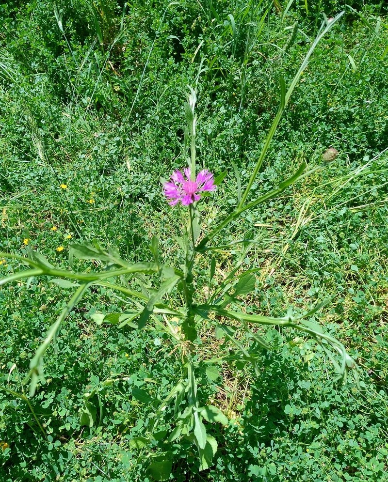 Centaurea napifolia photo 8