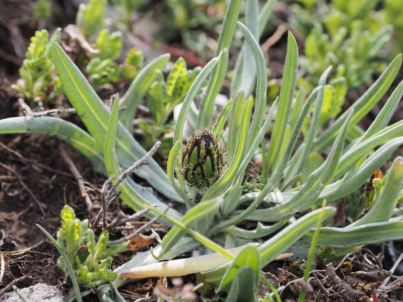 Centaurea napulifera photo 2