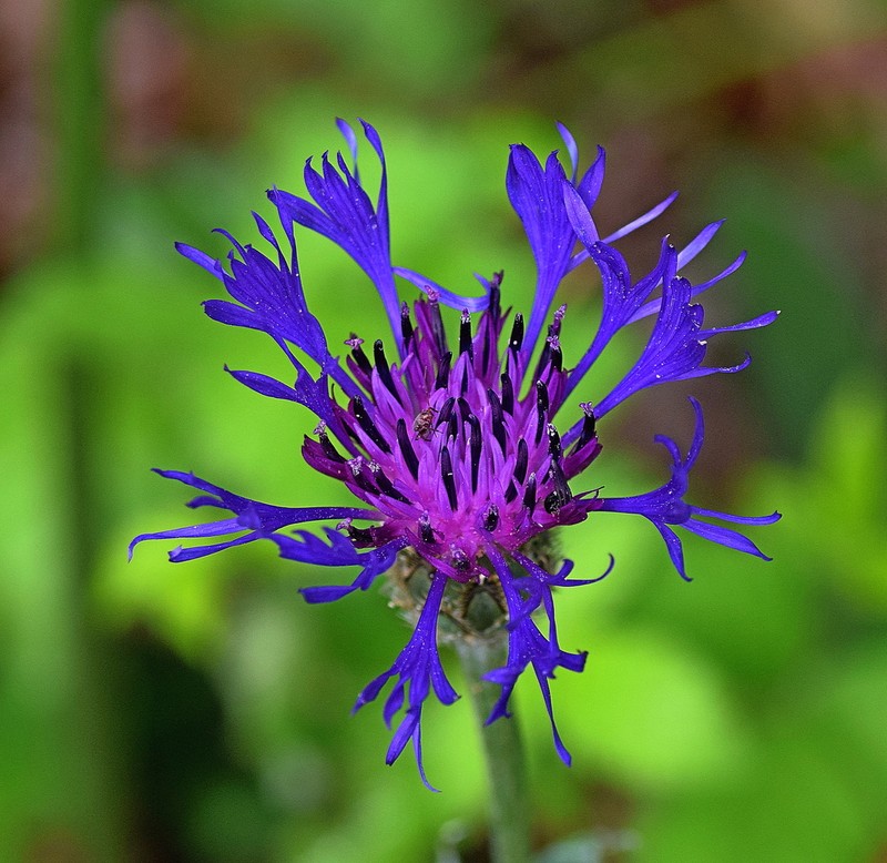 Centaurea napulifera photo 3