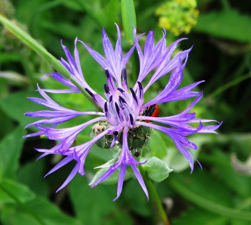 Centaurea napulifera photo 4