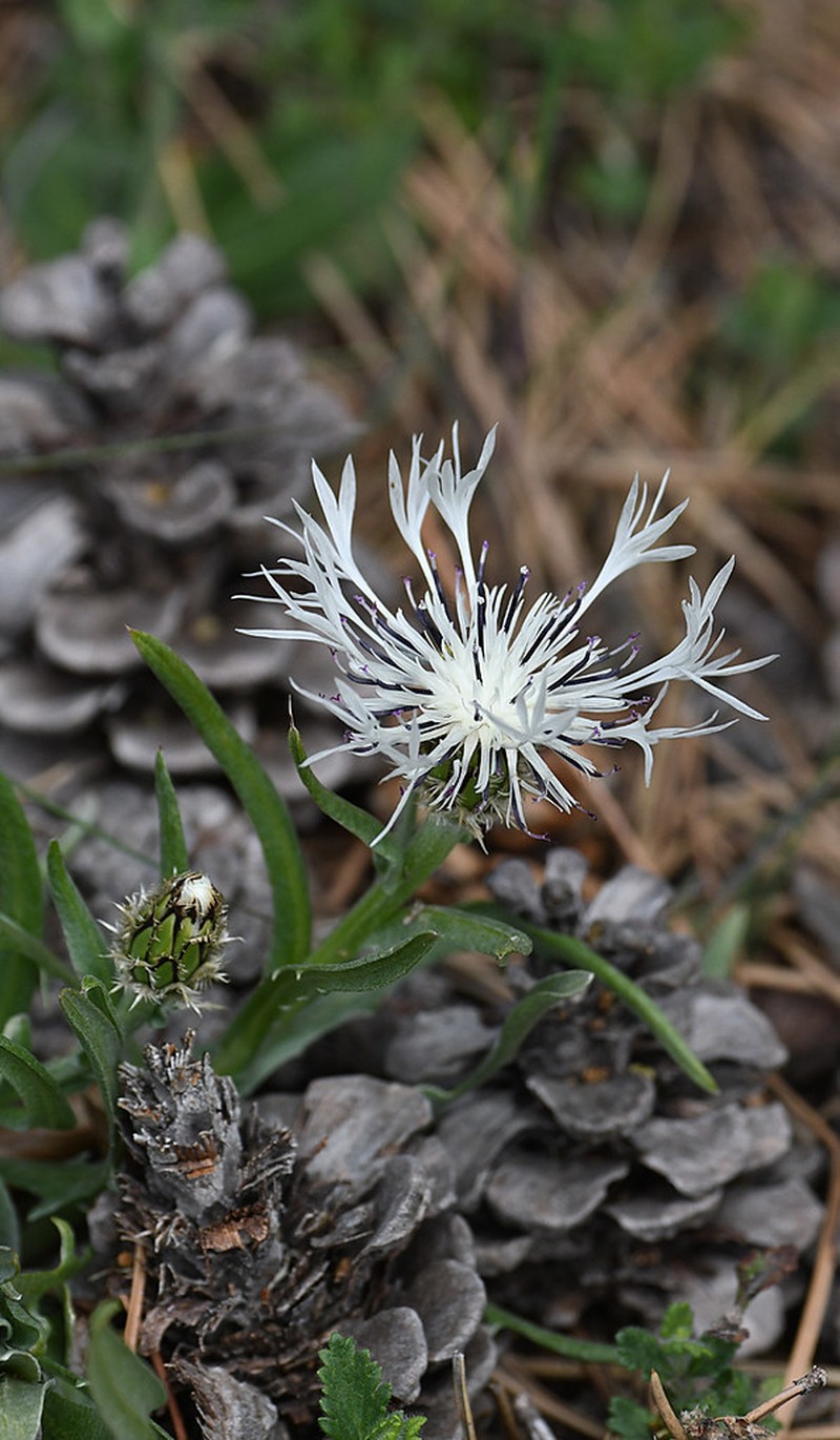 Centaurea napulifera photo 5