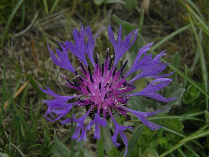Centaurea napulifera photo 6