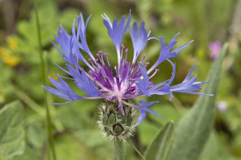 Centaurea napulifera photo 7