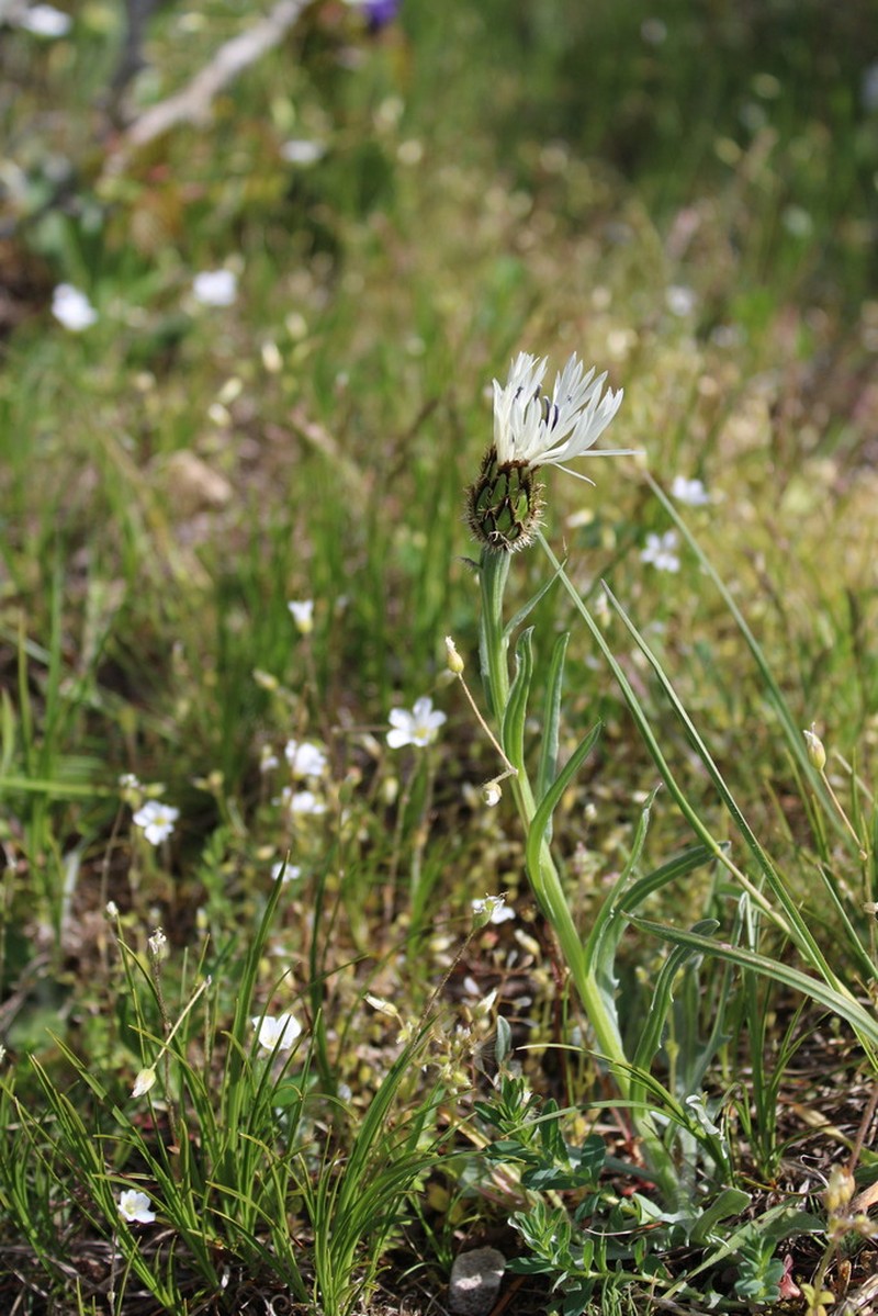Centaurea napulifera photo 8