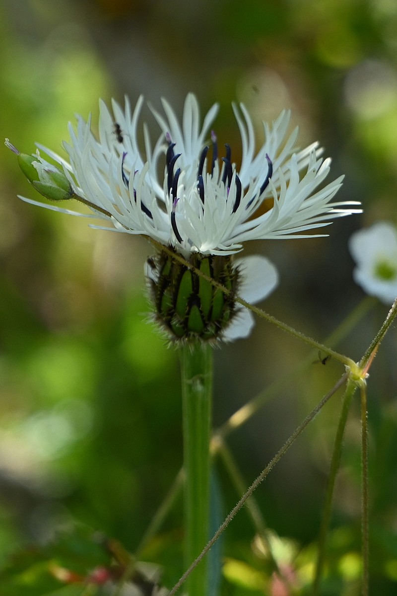 Centaurea napulifera subsp. napulifera