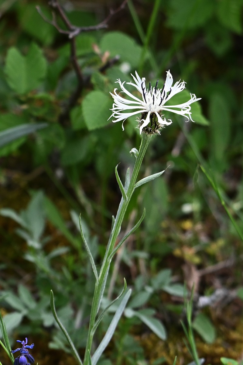 Centaurea napulifera subsp. napulifera photo 2