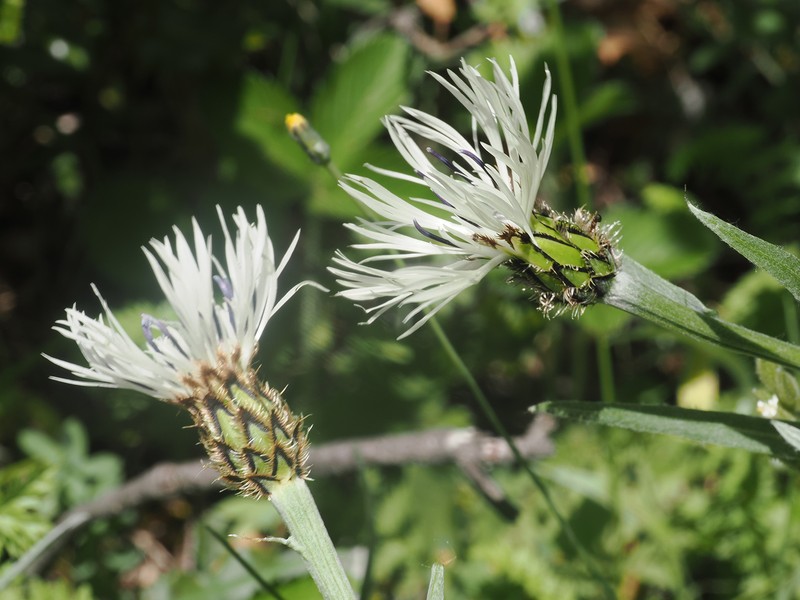 Centaurea napulifera subsp. napulifera photo 3