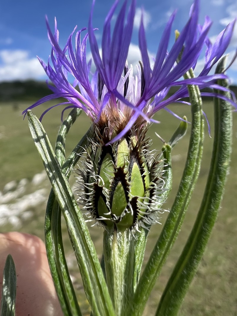 Centaurea napulifera subsp. tuberosa