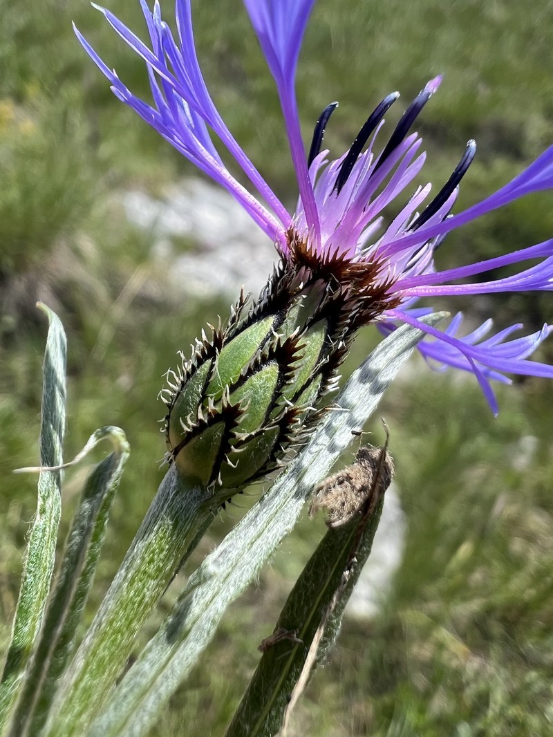 Centaurea napulifera subsp. tuberosa photo 2