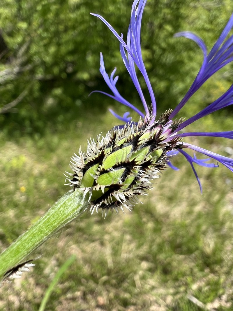 Centaurea napulifera subsp. tuberosa photo 3