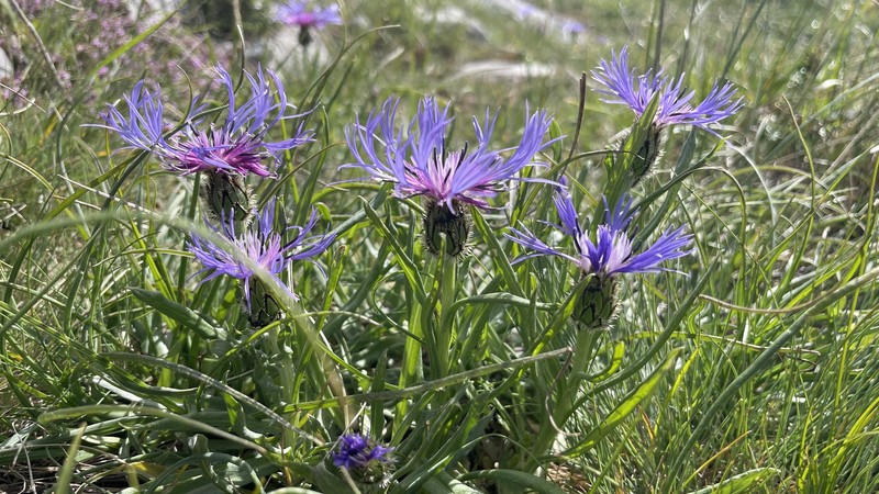 Centaurea napulifera subsp. tuberosa photo 4