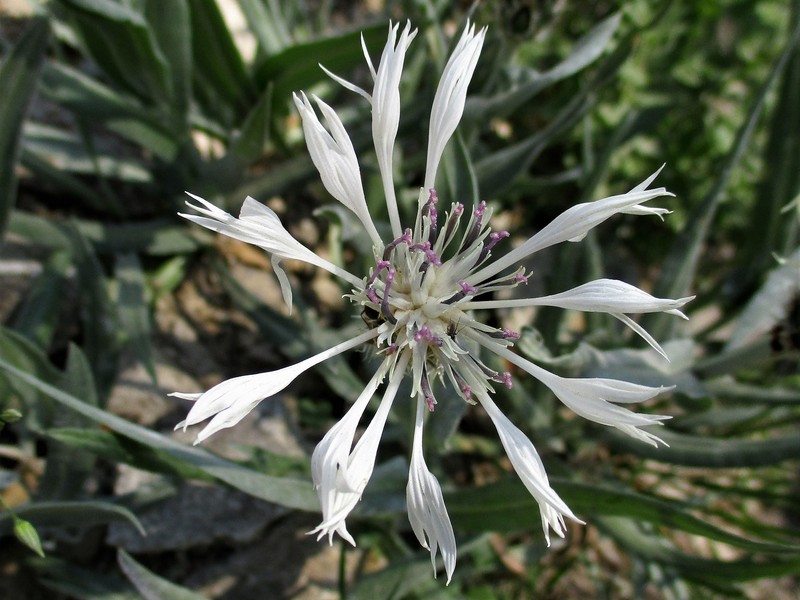 Centaurea napulifera subsp. velenovskyi photo 2