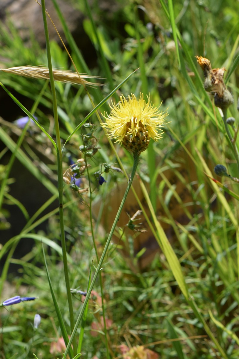 Centaurea neiceffii