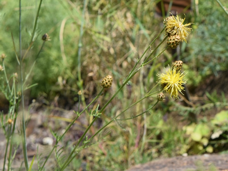 Centaurea neiceffii photo 2