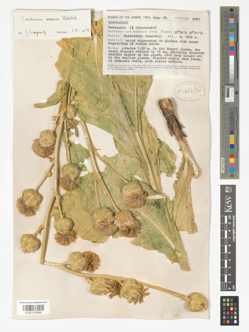 Centaurea nemecii