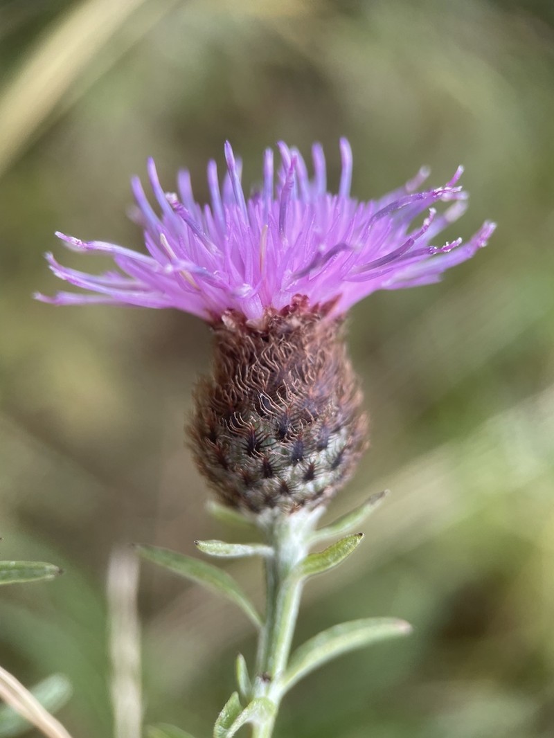 Centaurea nemoralis photo 2