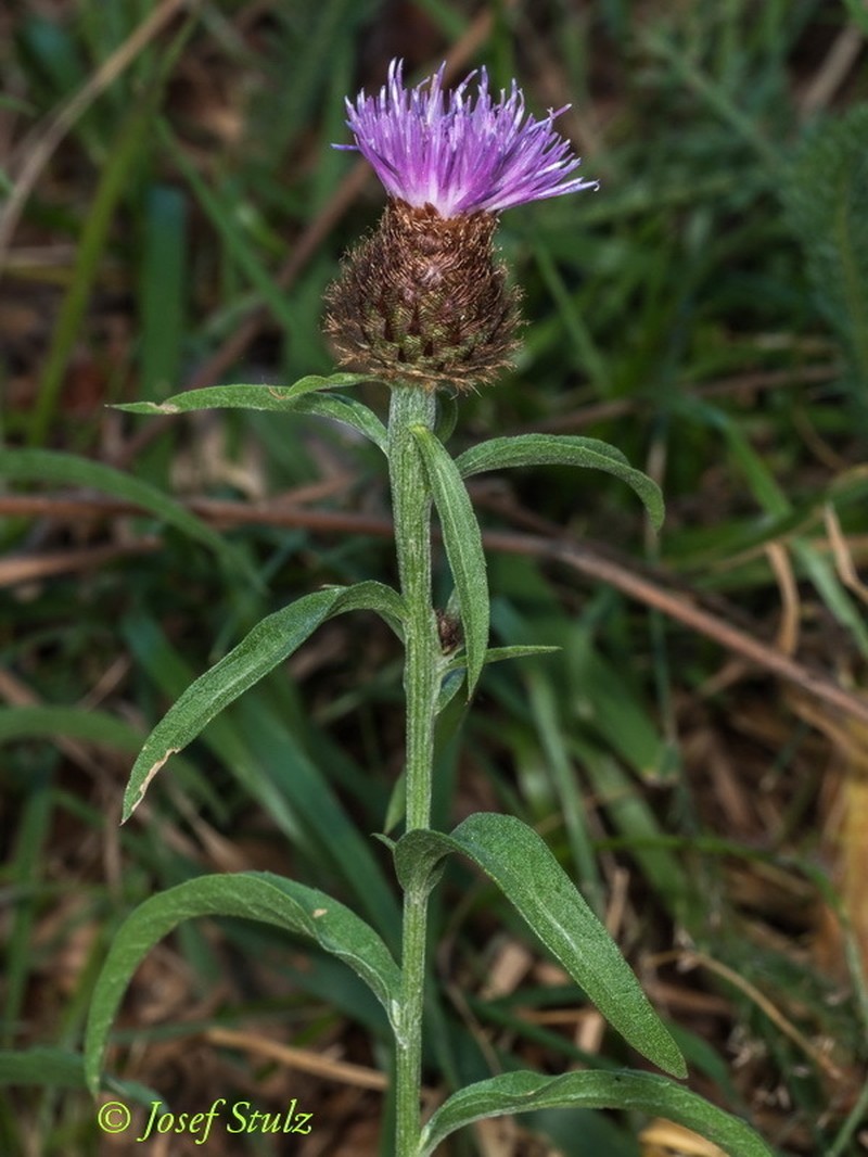 Centaurea nemoralis photo 3