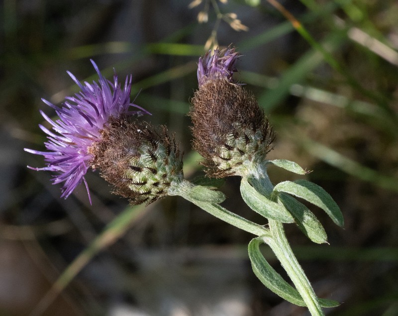 Centaurea nemoralis photo 4