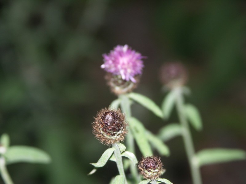 Centaurea nemoralis photo 5