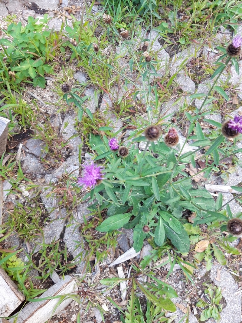 Centaurea nemoralis photo 6