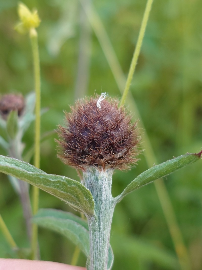 Centaurea nemoralis photo 7
