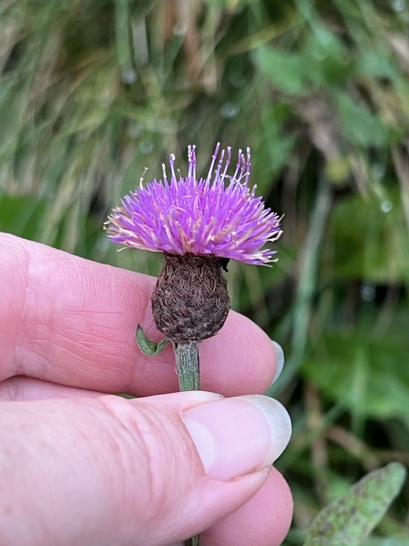 Centaurea nemoralis photo 8