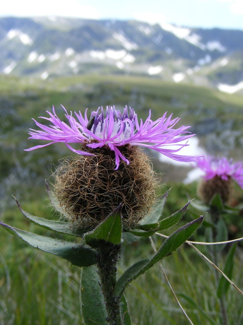 Centaurea nervosa photo 2