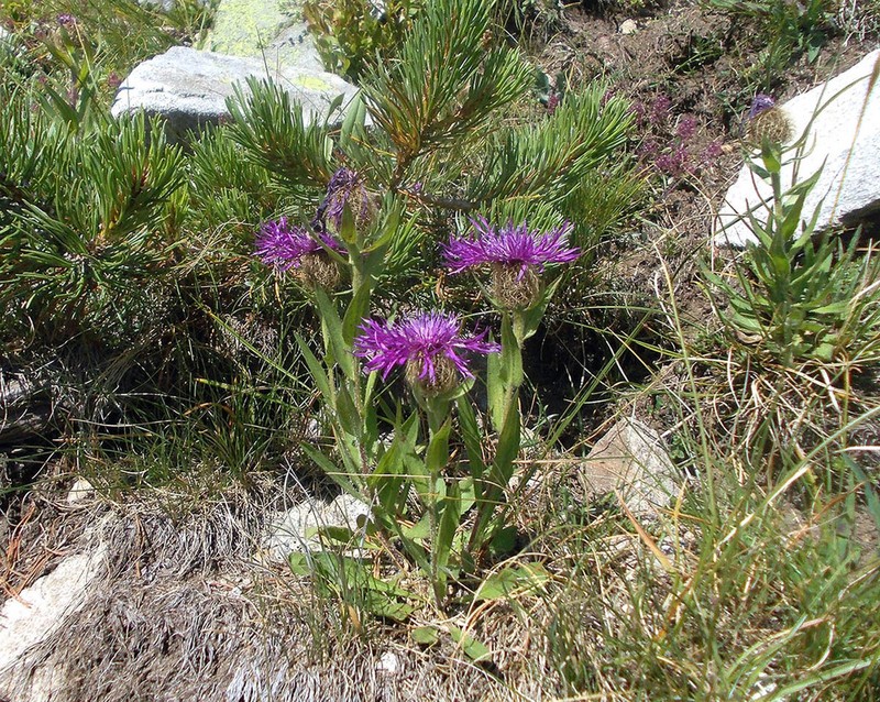 Centaurea nervosa photo 3