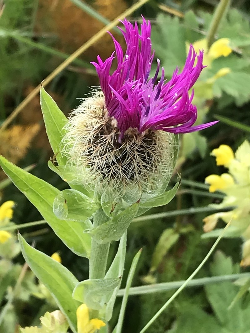 Centaurea nervosa photo 4