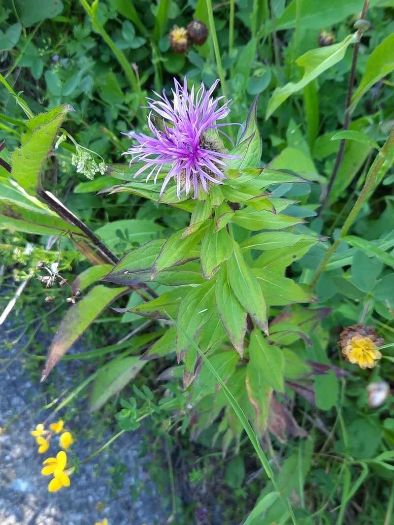 Centaurea nervosa photo 5