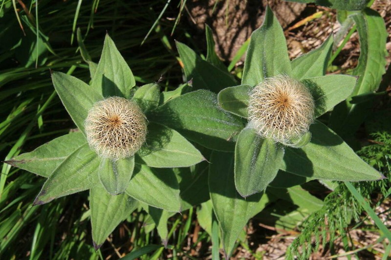 Centaurea nervosa photo 6