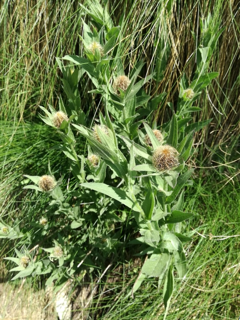 Centaurea nervosa photo 7
