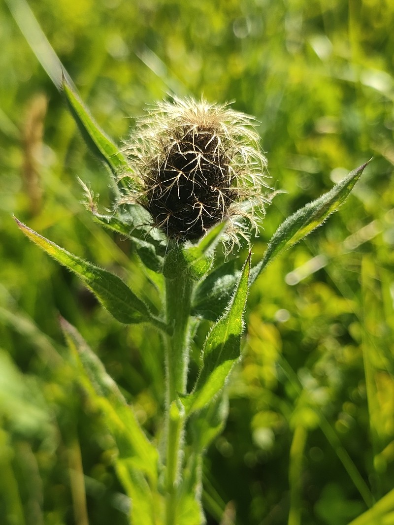Centaurea nervosa subsp. nervosa