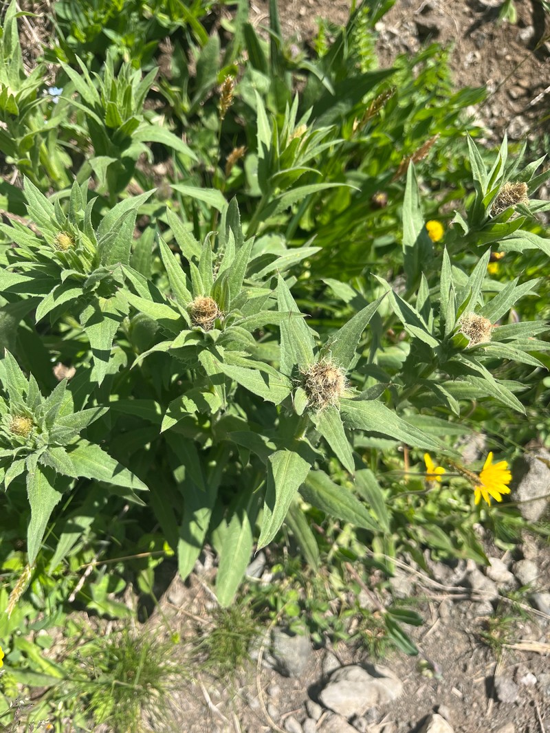Centaurea nervosa subsp. nervosa photo 2