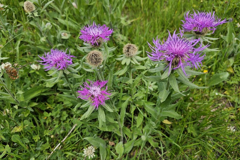 Centaurea nervosa subsp. nervosa photo 3