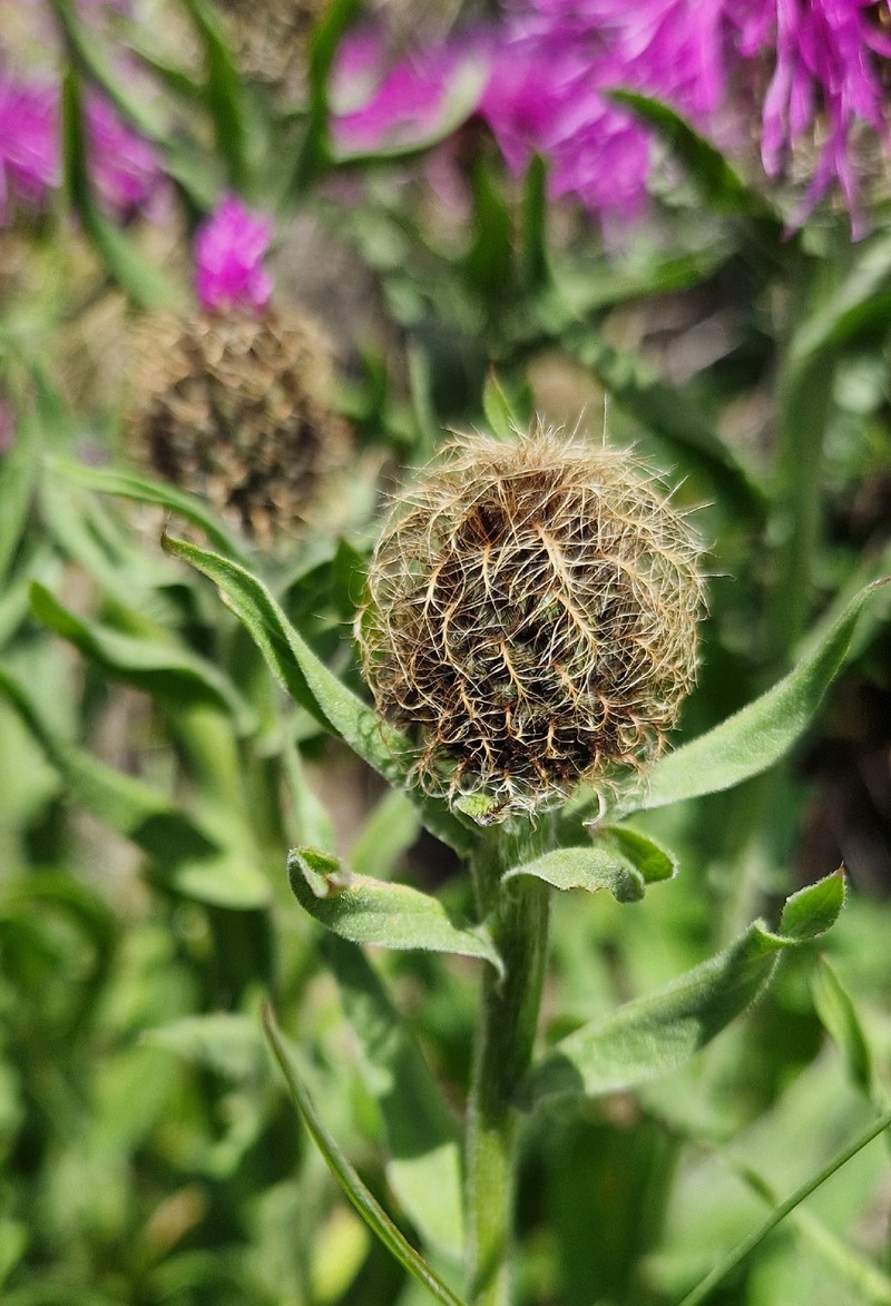 Centaurea nervosa subsp. nervosa photo 4