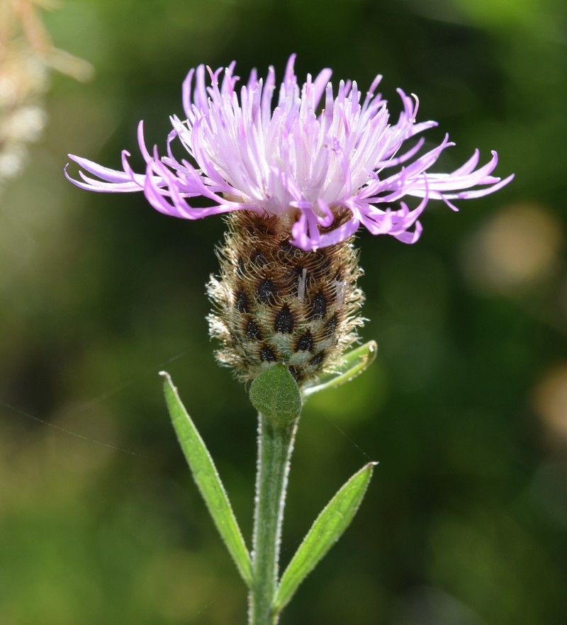 Centaurea nevadensis photo 2