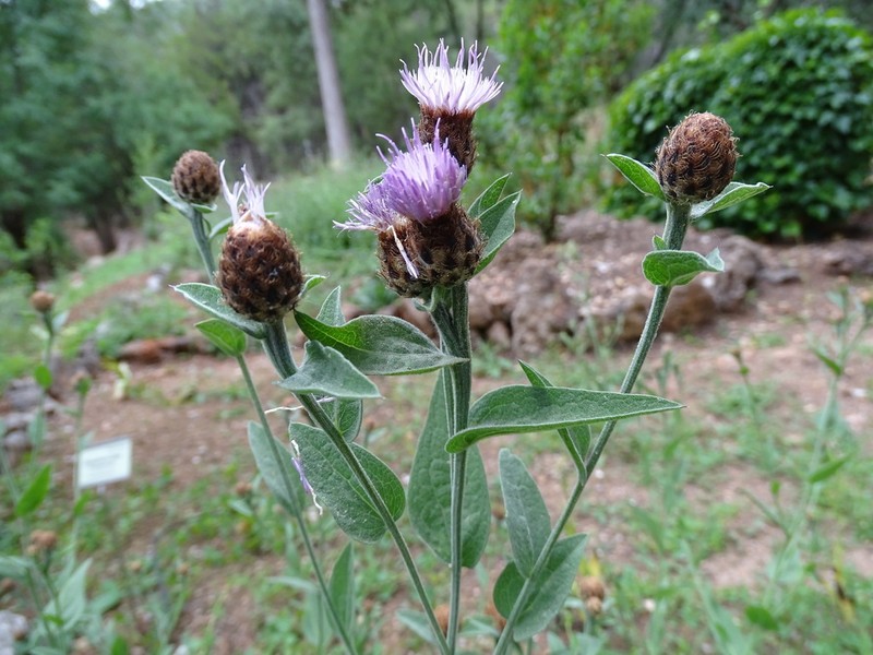 Centaurea nevadensis photo 3