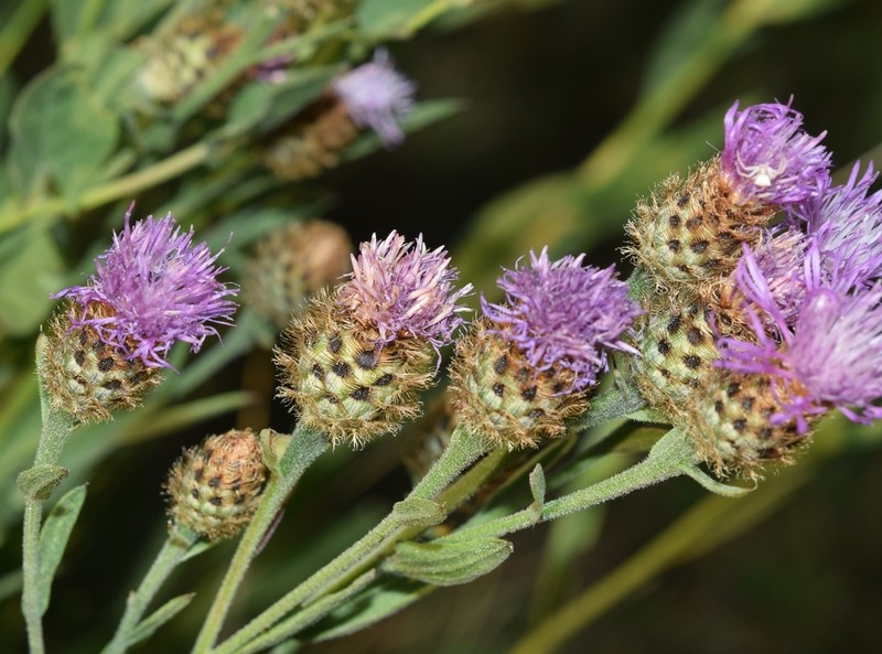 Centaurea nevadensis photo 4