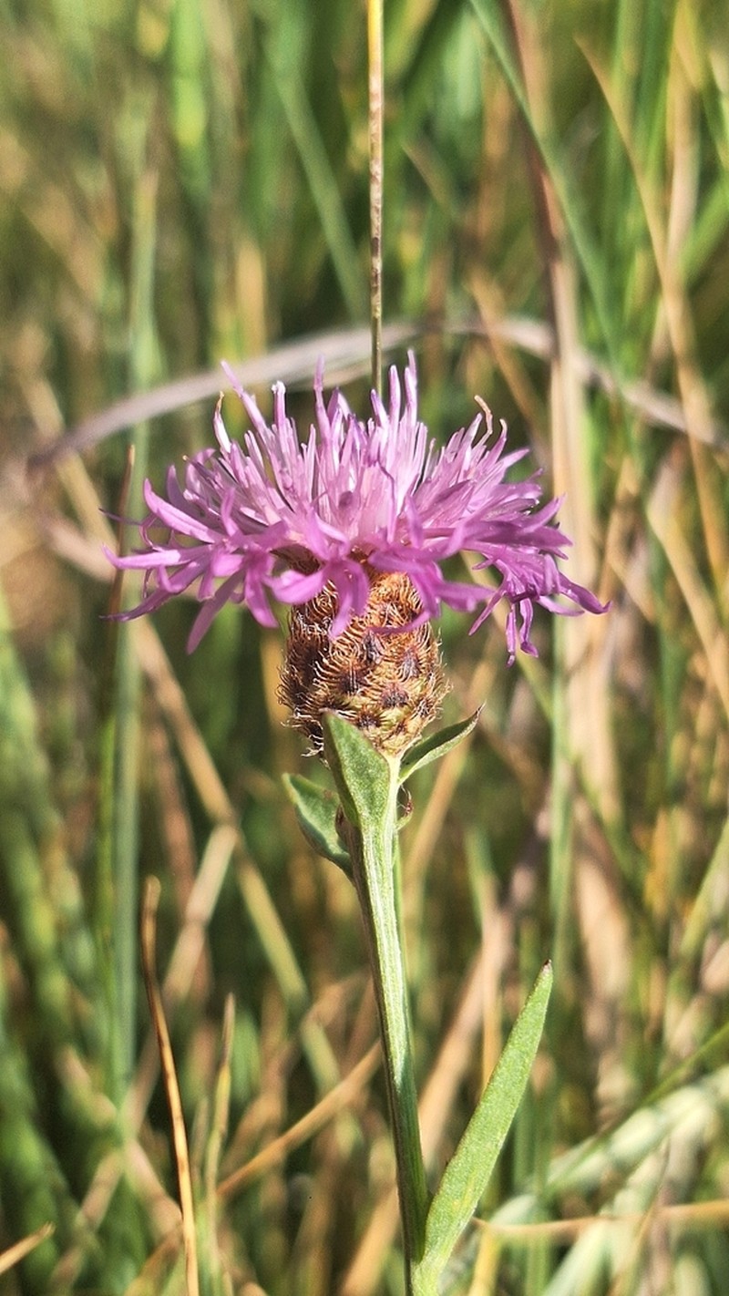 Centaurea nevadensis photo 5