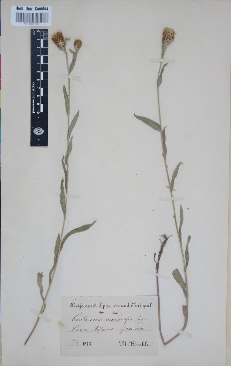 Centaurea nevadensis photo 6