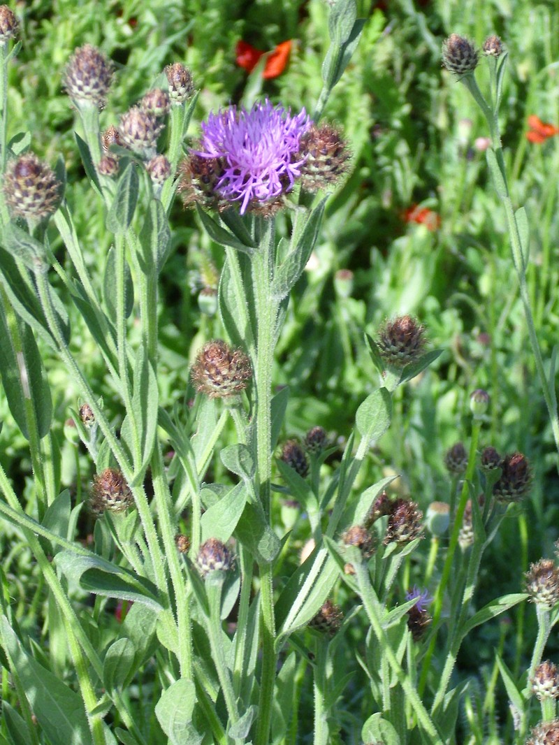 Centaurea nevadensis