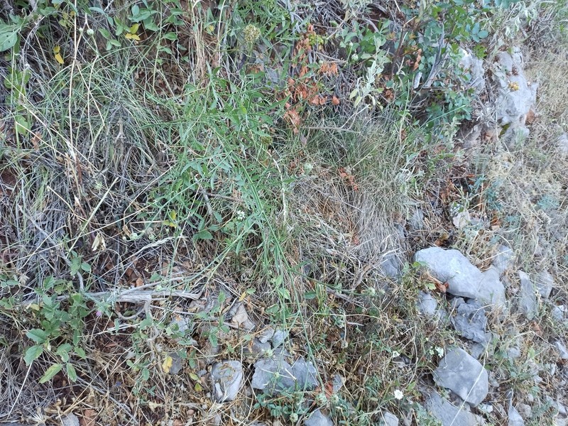 Centaurea nicolai