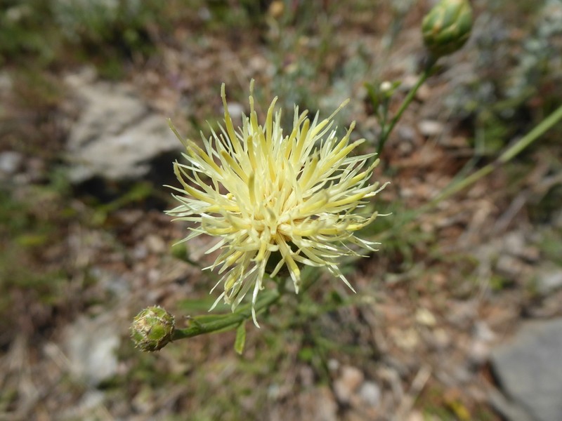 Centaurea nicolai photo 3